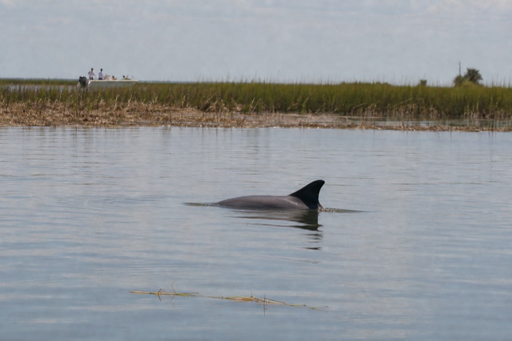 A dolphin dorsal fin cutting through calm water near a salt marsh, no text, no logos, no people