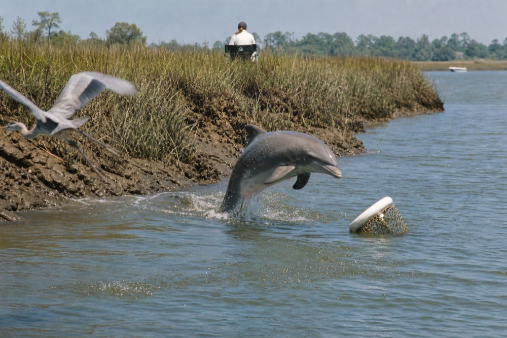 A bottlenose dolphin leaping near a marsh bank at low tide, no text, no logos, no people