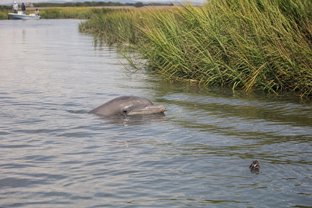 A bottlenose dolphin surfacing in a calm tidal creek near Folly Beach, no text, no logos, no people