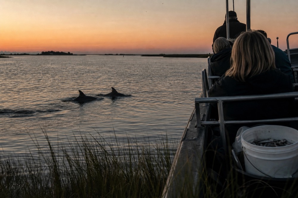 Dolphins swimming beside a tour boat in a wide tidal river at dusk, no text, no logos, no people