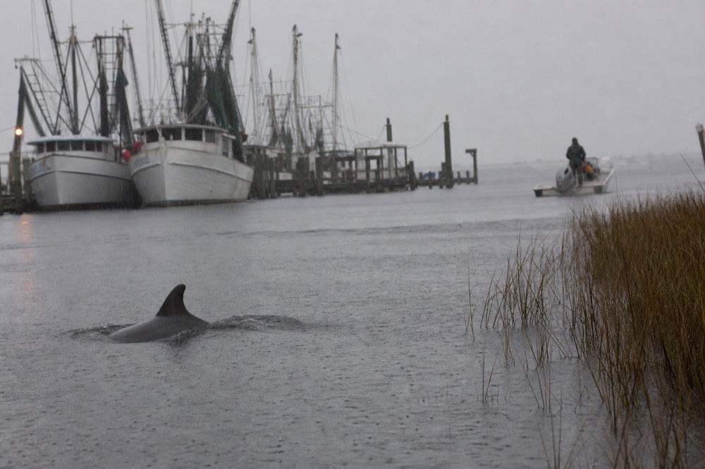 A dolphin breaking the surface beside a marsh shoreline, no text, no logos, no people