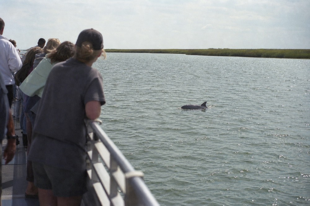 A dolphin breaking the surface of a wide estuary with marsh grass on the horizon, no text, no logos, no people