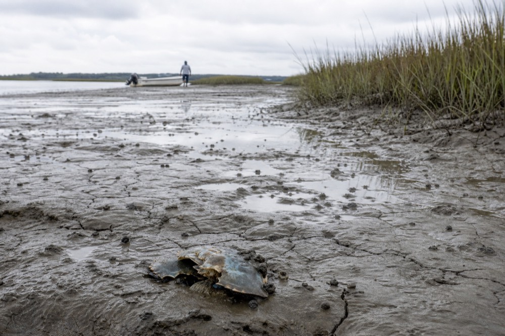 A tidal creek at low water with exposed mudbank and marsh grass, no text, no logos, no people