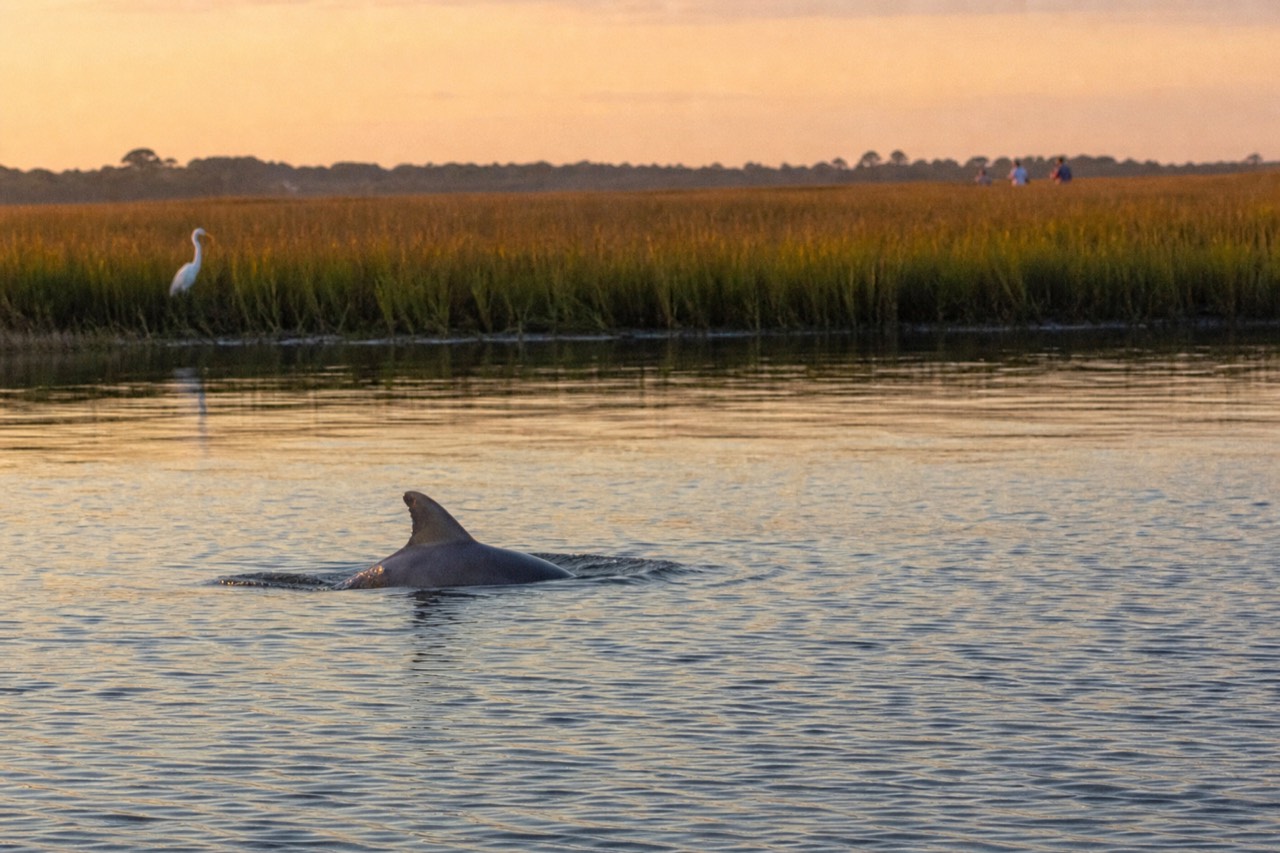 A bottlenose dolphin surfacing in calm golden-hour water near a marsh shoreline, no text, no logos, no people