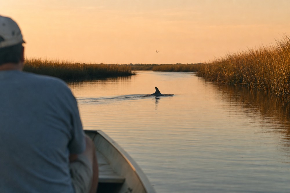 A bottlenose dolphin breaking the surface of a tidal creek at golden hour, no text, no logos, no people