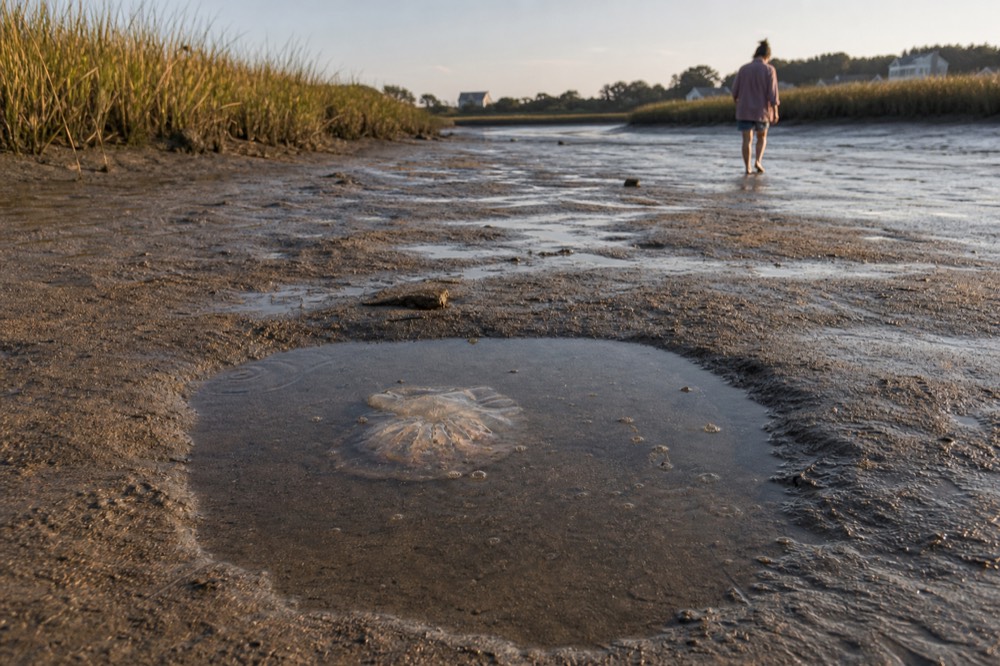 A wide tidal creek behind Folly Beach at low tide with marsh grass, no text, no logos, no people