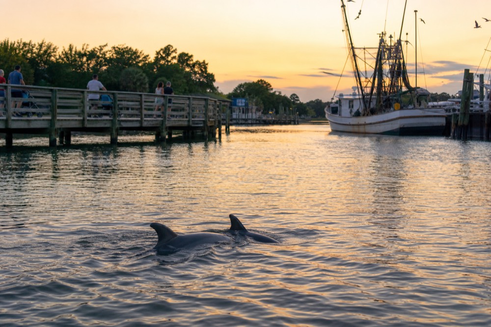 Dolphins surfacing in Shem Creek near the Mount Pleasant boardwalk, no text, no logos, no people