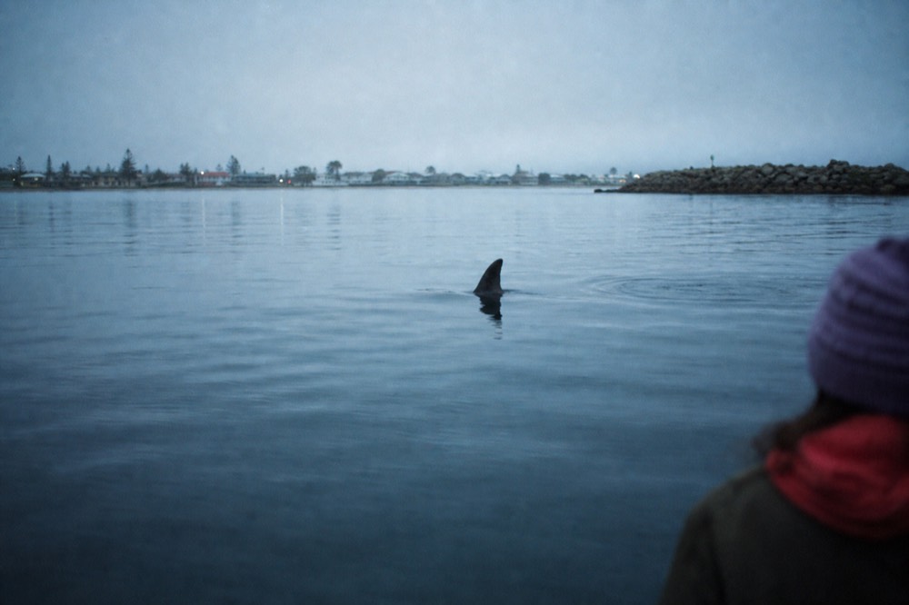 A research-style view of a dolphin dorsal fin cutting calm harbor water, no text, no logos, no people