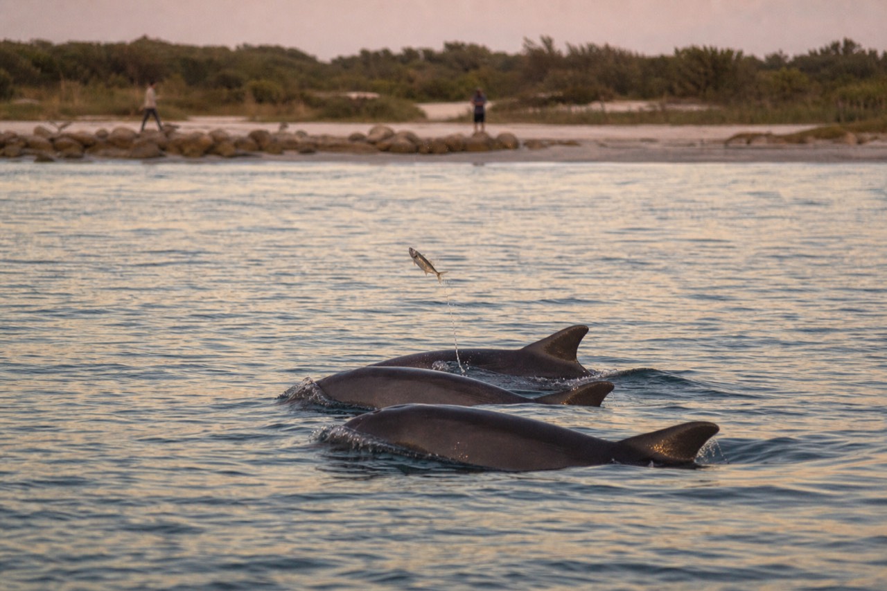 Bottlenose dolphins surfacing in calm Lowcountry water at golden hour, no text, no logos, no people.