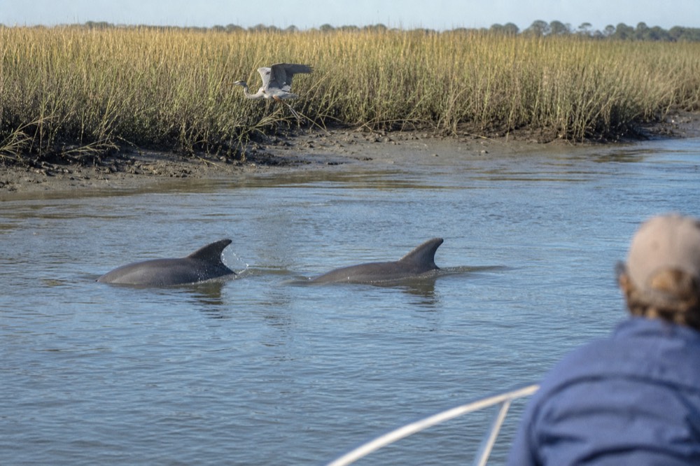 Two dolphins surfacing in a calm tidal creek near marsh grass, no text, no logos, no people.