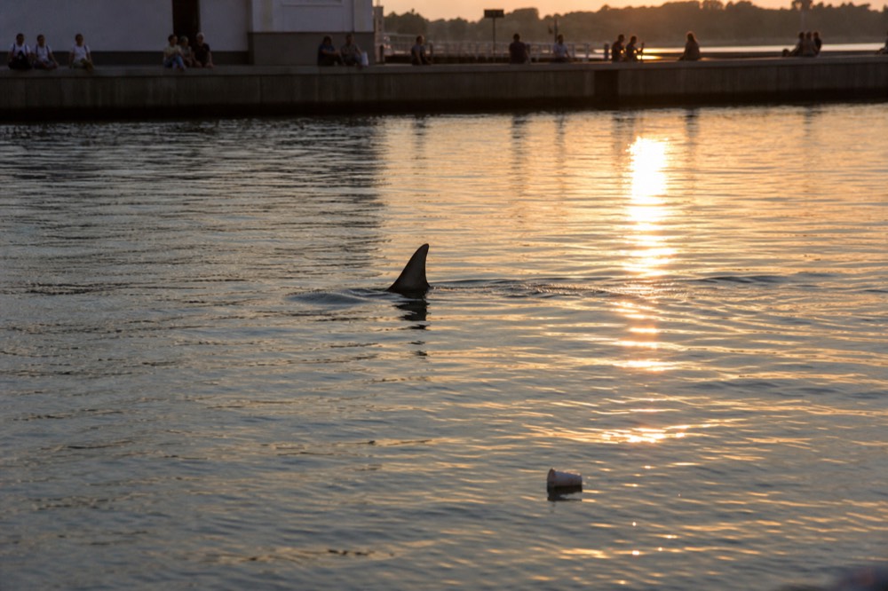 A dolphin dorsal fin cutting calm water at golden hour in the harbor, no text, no logos, no people
