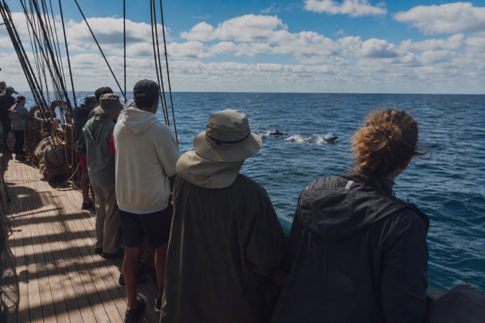 Passengers watching from the deck of a tall ship as dolphins surface nearby, no text, no logos, no people