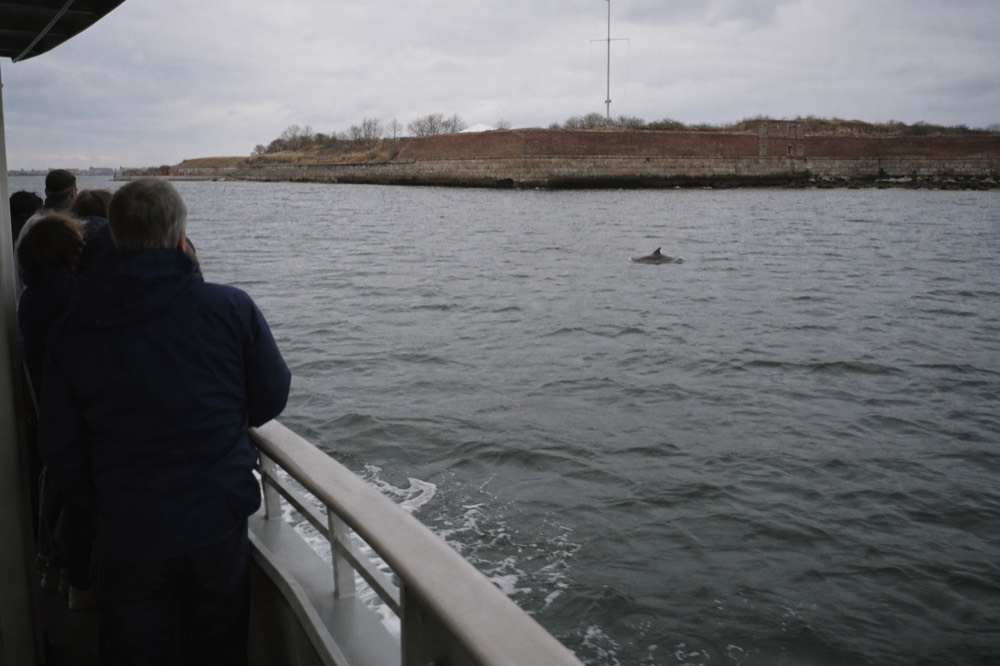 A dolphin surfacing at a distance from a tour boat on open water, no text, no logos, no people