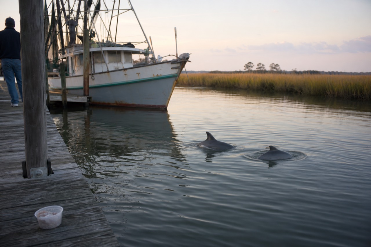Bottlenose dolphins surfacing near a boat in a Lowcountry tidal creek, no text, no logos, no people.