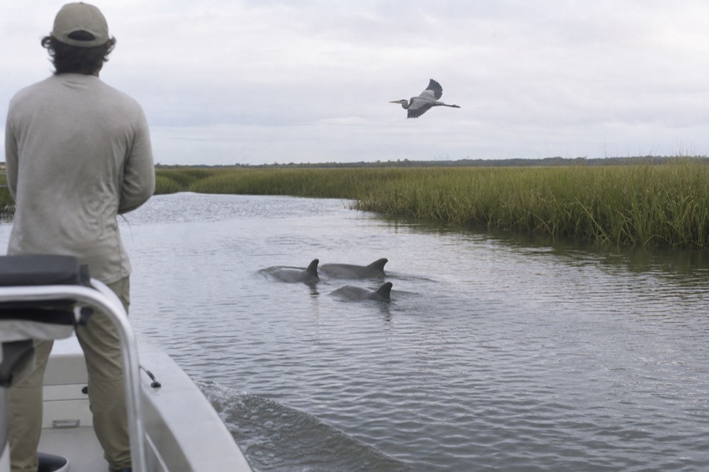 Dolphins surfacing beside a boat in a Lowcountry tidal creek, no text, no logos, no people.