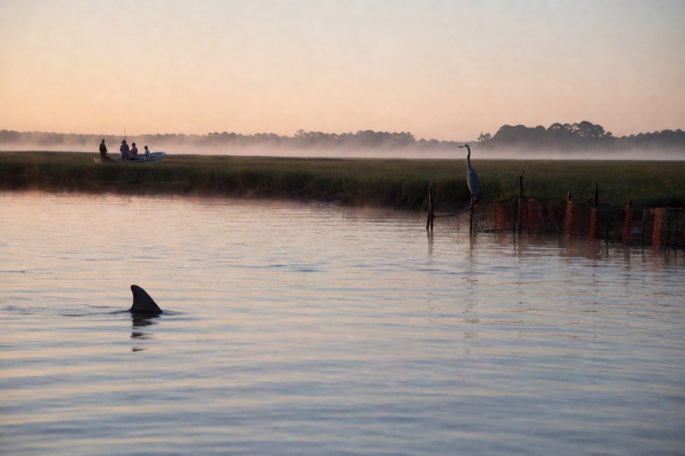Dolphin dorsal fin cutting through a glassy tidal creek at sunrise, no text, no logos, no people