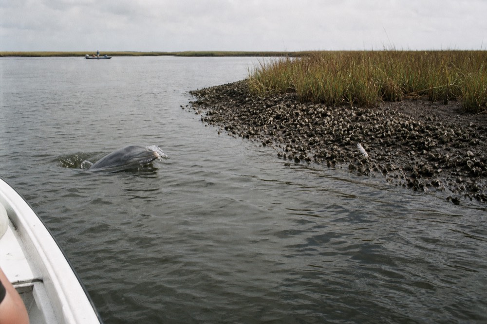 Dolphin surfacing beside a marsh bank with oyster beds exposed at low tide, no text, no logos, no people