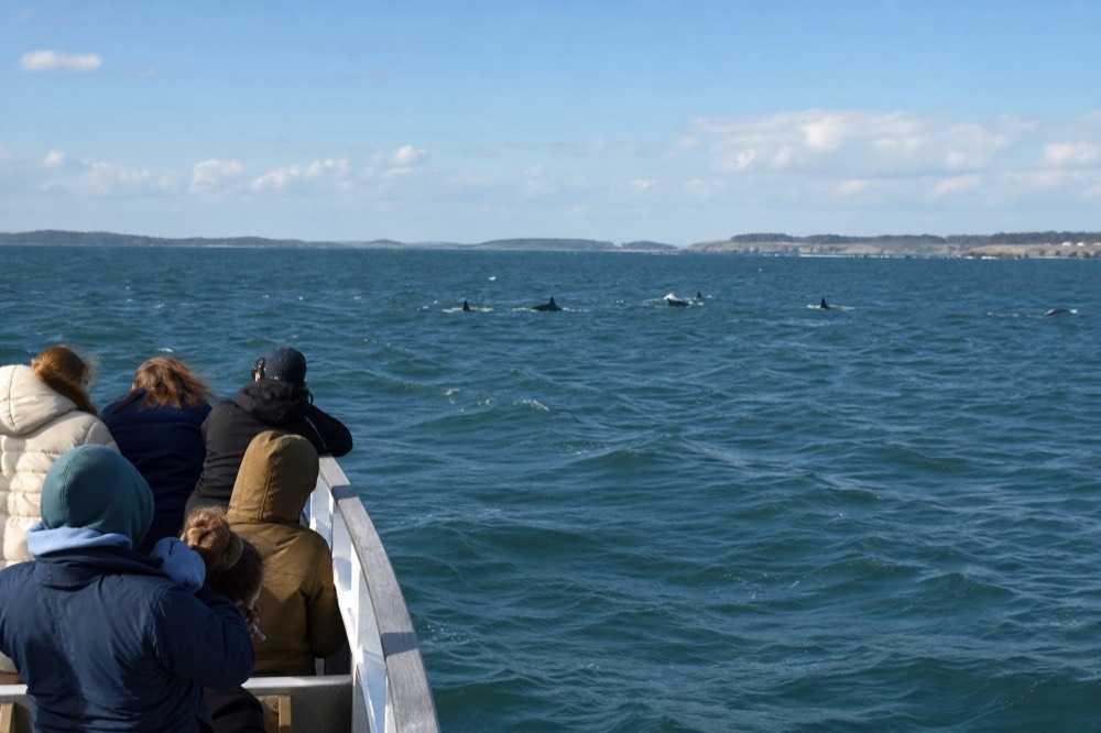 Tour boat holding distance from a dolphin pod in open harbor water, no text, no logos, no people
