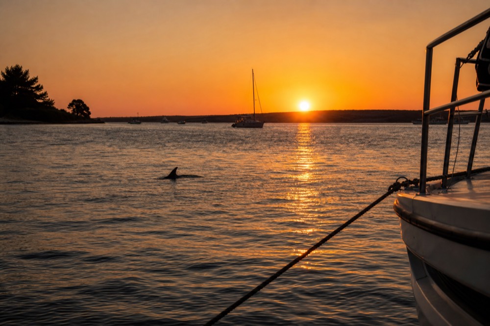 Sunset light over the harbor with a dolphin fin breaking the water surface, no text, no logos, no people