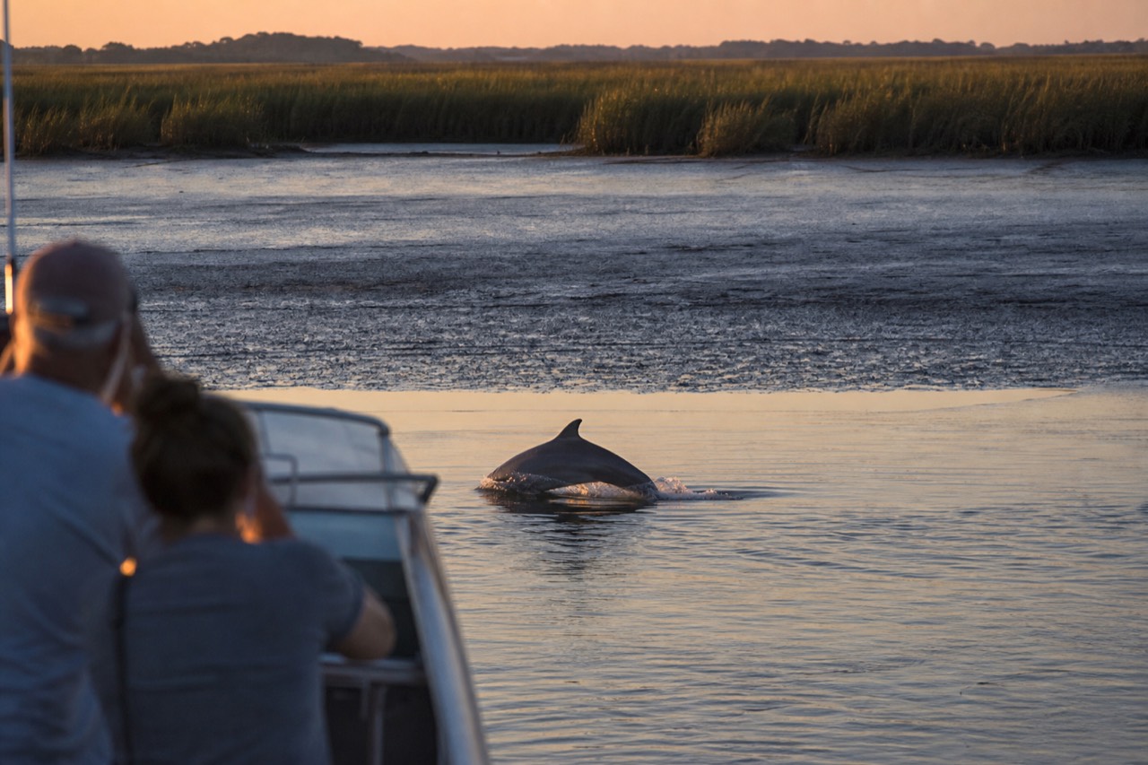 Bottlenose dolphin surfacing in calm Lowcountry water at golden hour, no text, no logos, no people