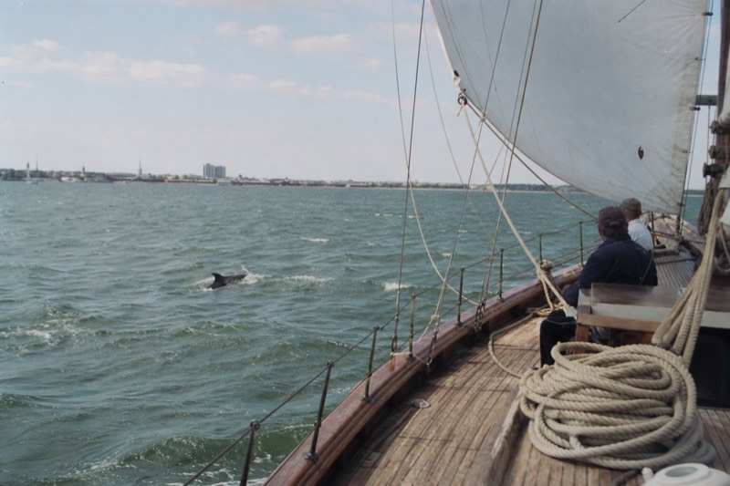 Afternoon Schooner Sightseeing Dolphin Cruise